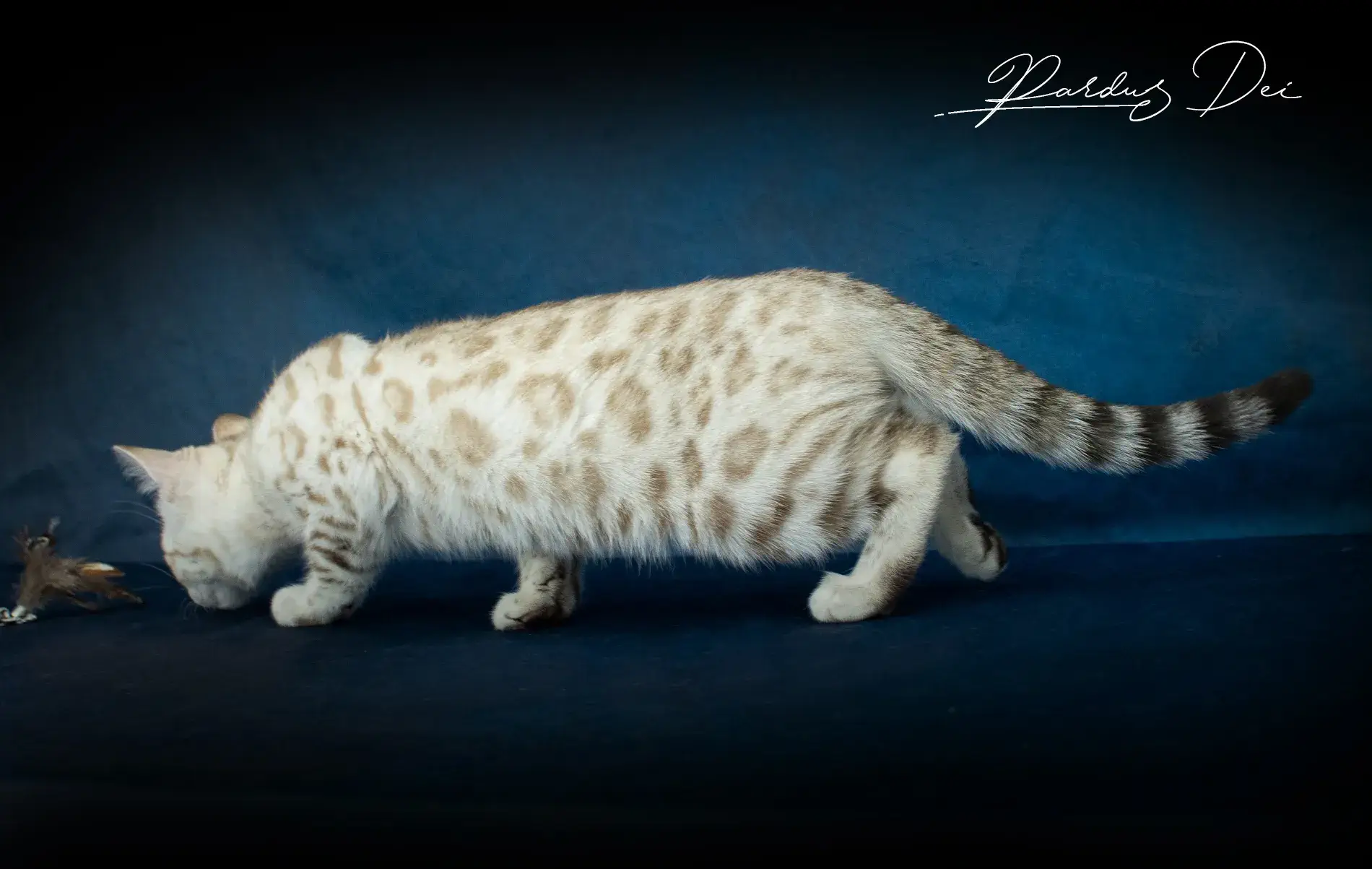 chaton bengal